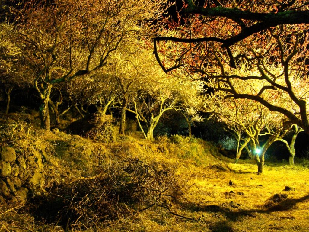 夜景が美しいと思う「神奈川県の温泉地」ランキング！ 2位「湯河原温泉」を抑えた1位は？【2025年調査】 - All About ニュース