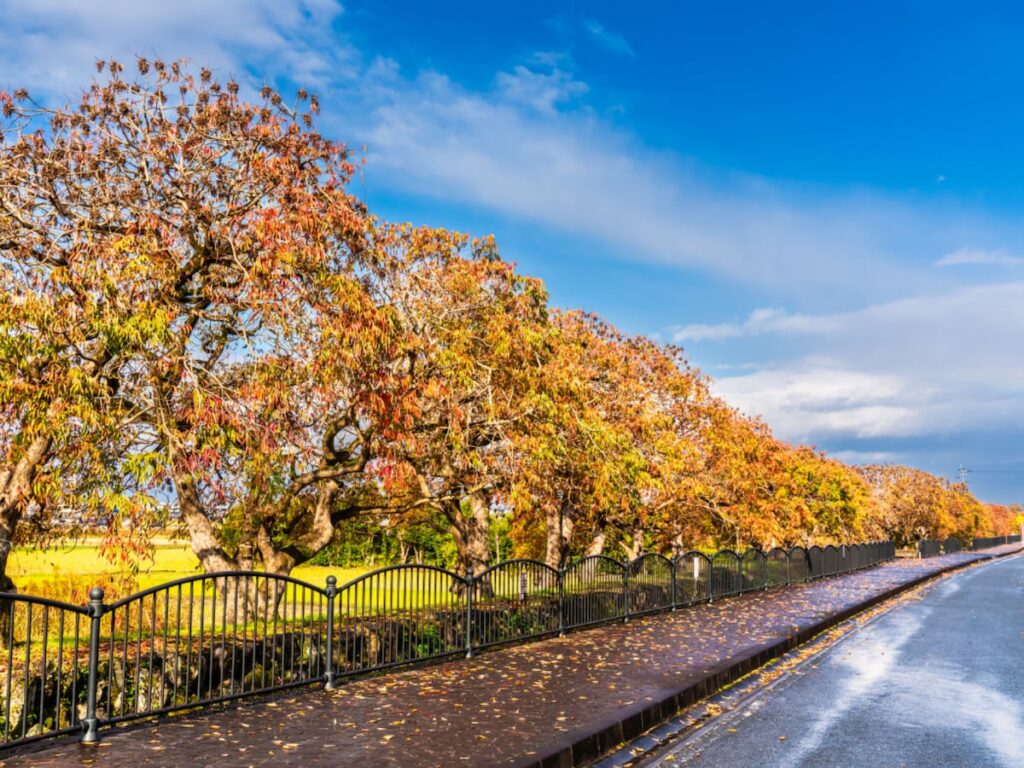 秋に行きたいと思う「福岡県の道の駅」ランキング！ 2位「くるめ」を抑えた1位は？ 【2025年調査】 - All About ニュース
