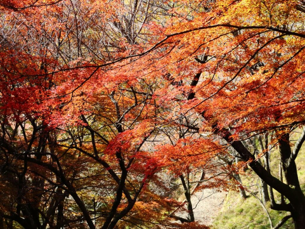 秋に行きたい「大阪府の絶景ドライブスポット」ランキング! 2位「妙見山スカイライン」、1位は?【2025年調査】 – All About ニュース 秋に行きたい「大阪府の絶景ドライブスポット」ランキング! 2位「妙見山スカイライン」、1位は?【2025年調査】 - All About ニュース