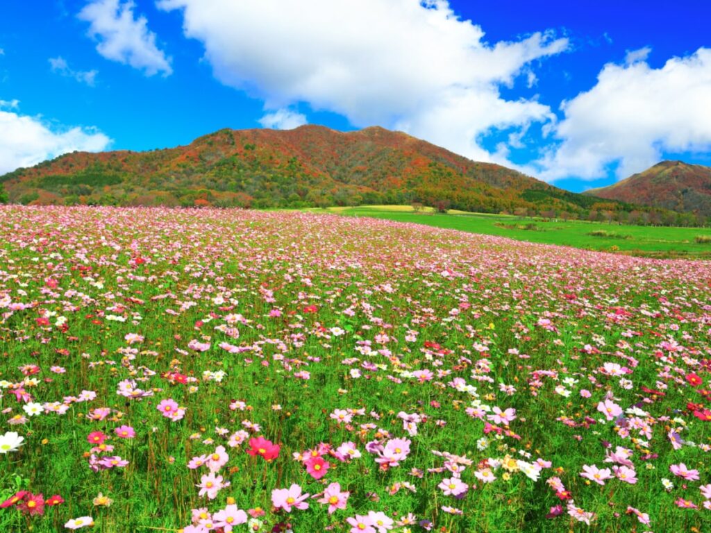 秋に行きたい「岡山県の絶景ドライブスポット」ランキング！ 2位「蒜山高原周辺ルート」、1位は？【2025年調査】 - All About ニュース