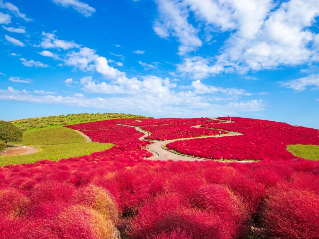 好き＆行ってみたい「茨城県の紅葉スポット」ランキング！ 2位「国営ひたち海浜公園」を抑えた1位は？【2025年調査】 - All About ニュース