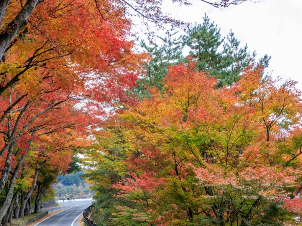 秋に行きたい「山梨県の絶景ドライブスポット」ランキング！ 「河口湖周遊道路」を抑えた1位は？ - All About ニュース
