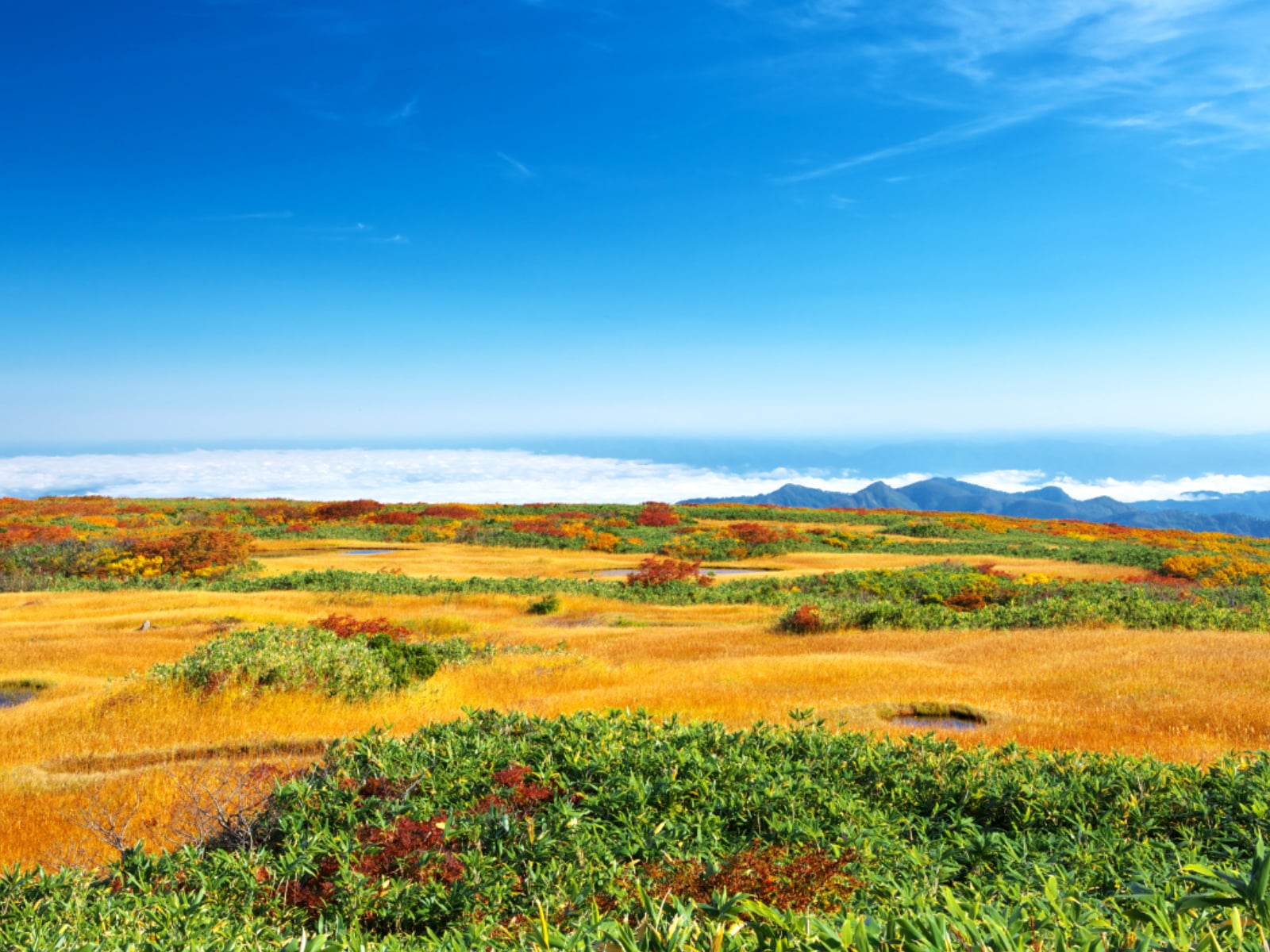 「秋に行きたいと思う「山形県の絶景スポット」」ランキング