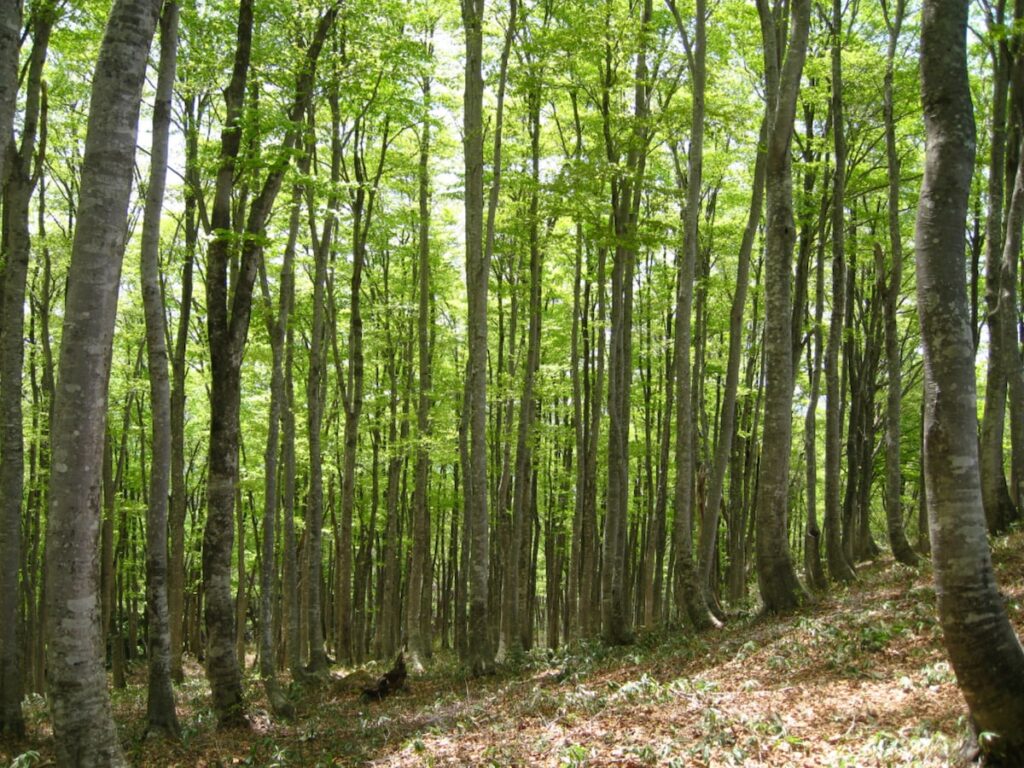 秋に行きたい「石川県の穴場秘境」ランキング！ 2位「大嵐山」、1位は？ 【2025年調査】 - All About ニュース