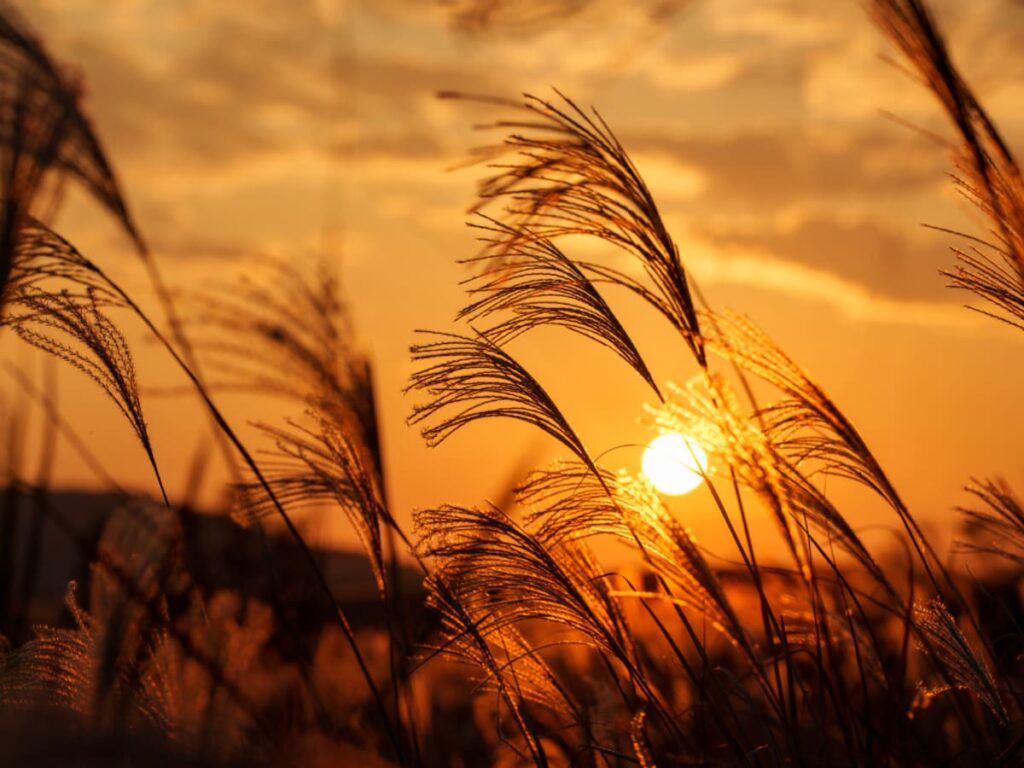 秋に行きたいと思う「山口県の絶景スポット」ランキング! 2位「秋吉台」、1位は? 【2025年調査】 – All About ニュース 秋に行きたいと思う「山口県の絶景スポット」ランキング! 2位「秋吉台」、1位は? 【2025年調査】 - All About ニュース