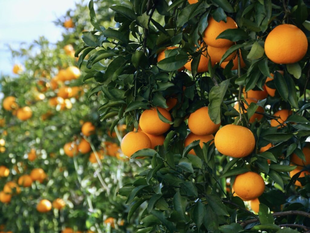 「老後に住みたい」と思う和歌山県の市ランキング! 2位「有田市」を抑えた1位は? 【2025年調査】 – All About ニュース 「老後に住みたい」と思う和歌山県の市ランキング! 2位「有田市」を抑えた1位は? 【2025年調査】 - All About ニュース