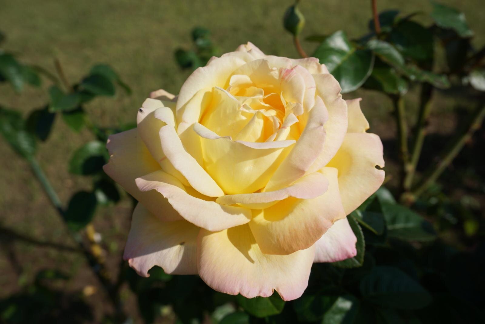 神奈川・横須賀市ヴェルニー公園「秋のローズフェスタ」約1,300株の“秋バラ”が海を望む庭園に｜写真14