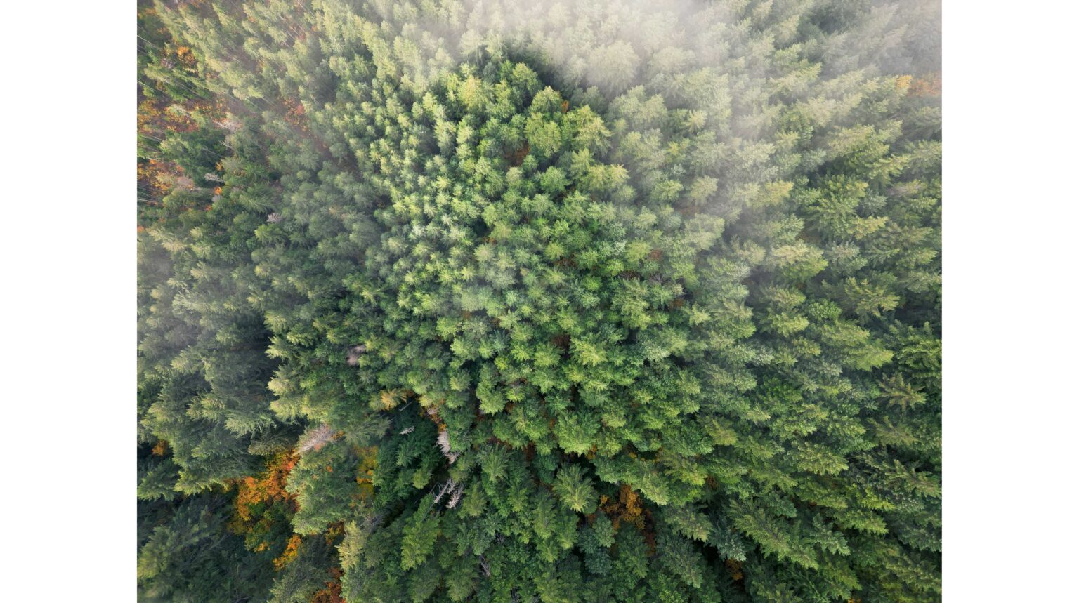 循環型経済の実現を牽引するカナダの木材のカスケード利用 | カナダ木質ペレット協会