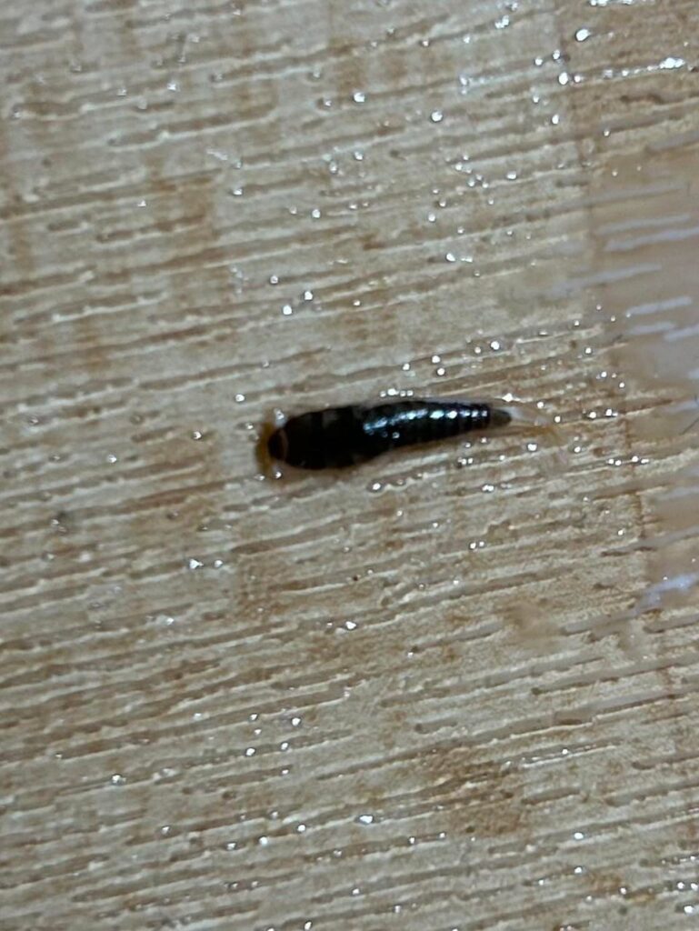 これは何の種類の虫ですか？