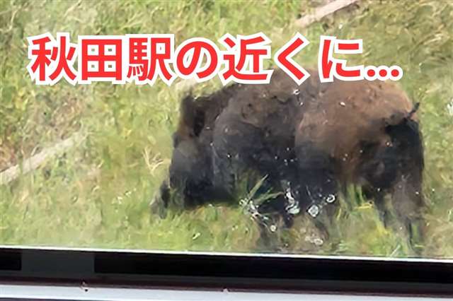 秋田市の女子高生、ＪＲ奥羽線乗車中にイノシシ目撃 「まさか秋田駅の近くに…」｜秋田魁新報電子版 - 秋田魁新報電子版