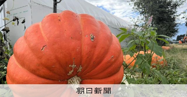 ハロウィーン前に八ケ岳の農家を訪ねた　記者が知ったカボチャの宿命 [山梨県]：朝日新聞