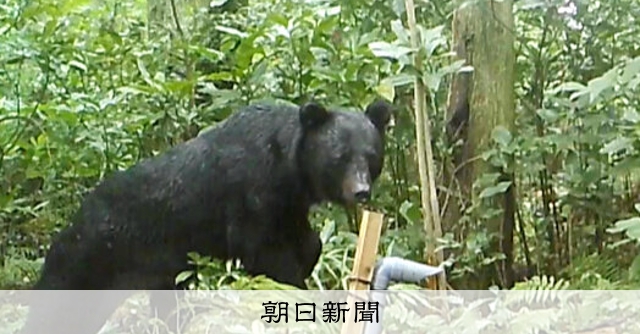クマ絶滅の九州でも警戒　対岸の山口で目撃情報多数、海渡る可能性は [相次ぐクマ被害]：朝日新聞