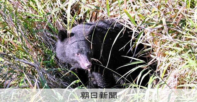 盛岡市役所近くにクマ、繁華街が騒然　河川敷や川を逃げ回り、姿消す [岩手県] [相次ぐクマ被害]：朝日新聞