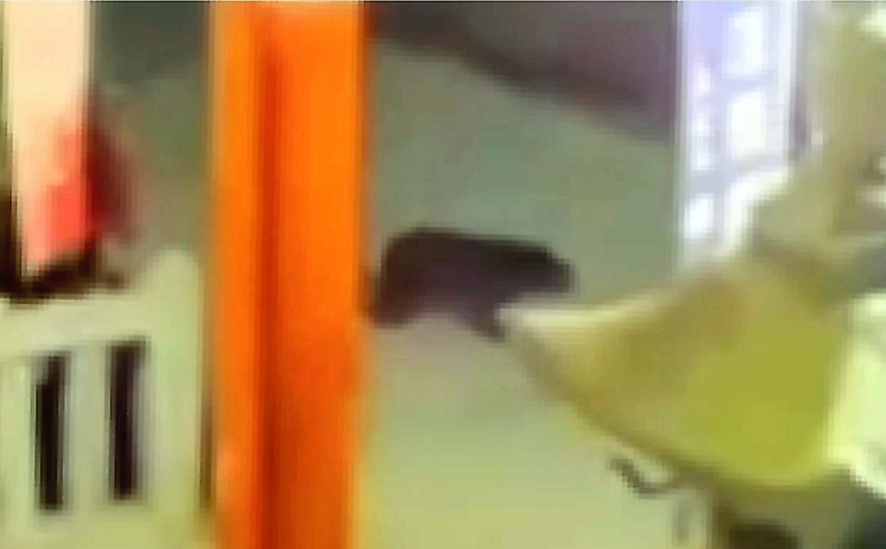 長野市周辺の山裾は熊の生息地に 長野県の対策会議で専門家が指摘、新たな目撃情報も判明｜信濃毎日新聞デジタル 信州・長野県のニュースサイト - 信濃毎日新聞デジタル