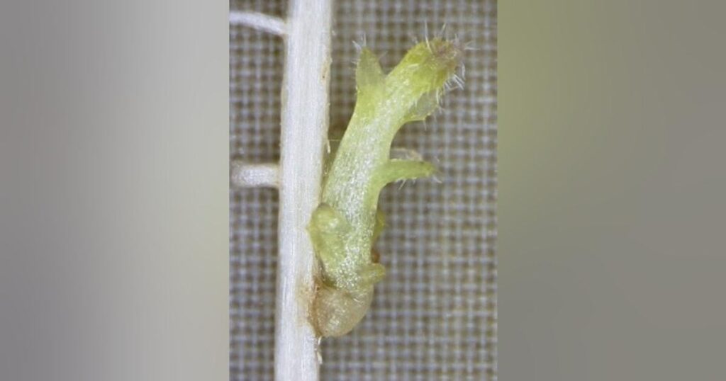 寄生植物の自己回避、解明 農作物の被害軽減へ、奈良
