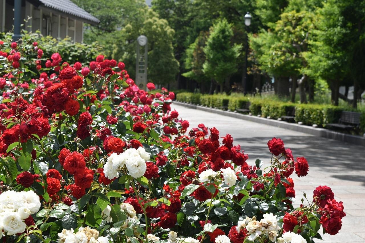神奈川・横須賀市ヴェルニー公園「秋のローズフェスタ」約1,300株の“秋バラ”が海を望む庭園に｜写真7
