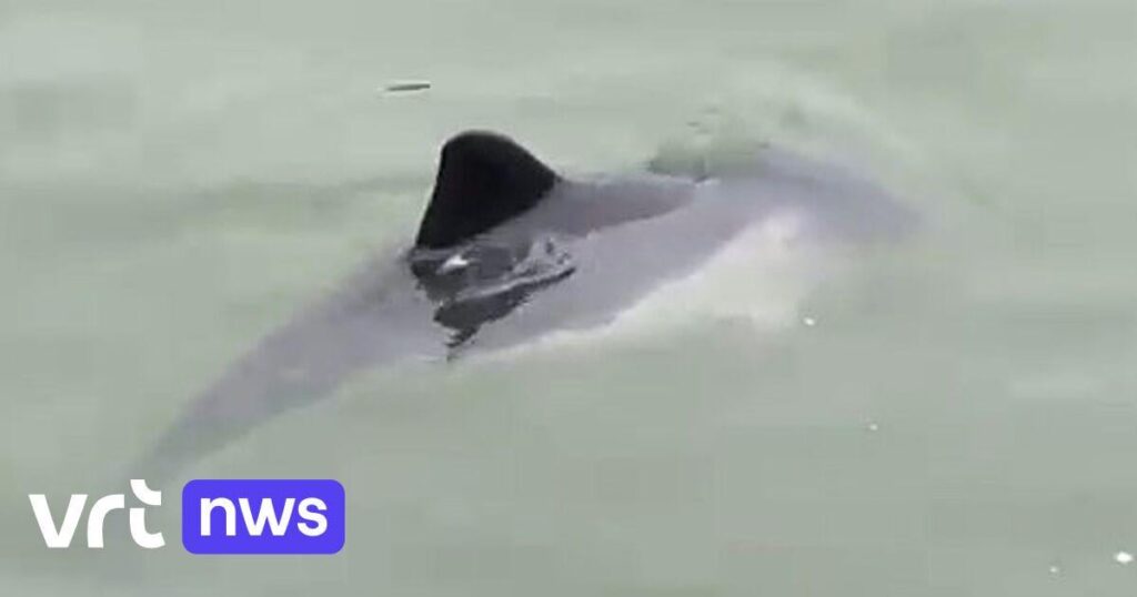アルバート運河にはクソクジラがいる