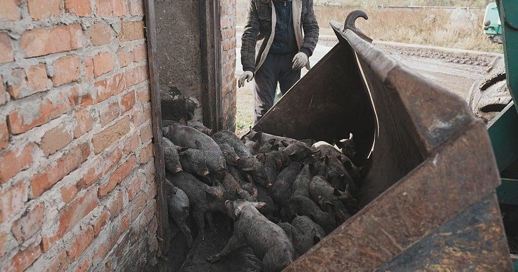 ロシアのドローン攻撃はウクライナで13,000匹の豚を殺す、と当局者は言う