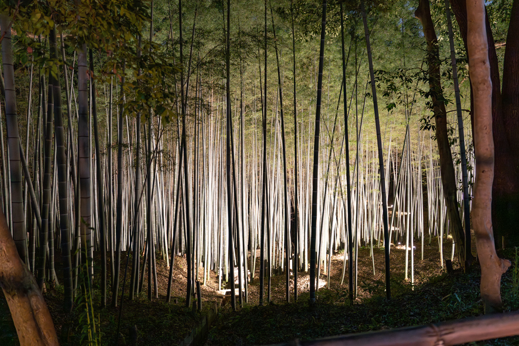 「鎮守の杜ナイトウォークinやわた」の竹林の画像