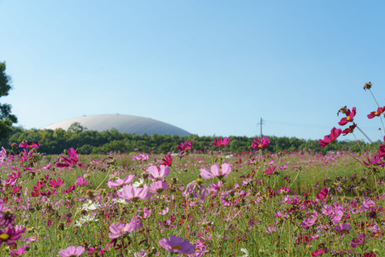 大分市のおかばる花公園でコスモスとレッドコキアが見頃です│LOG OITA