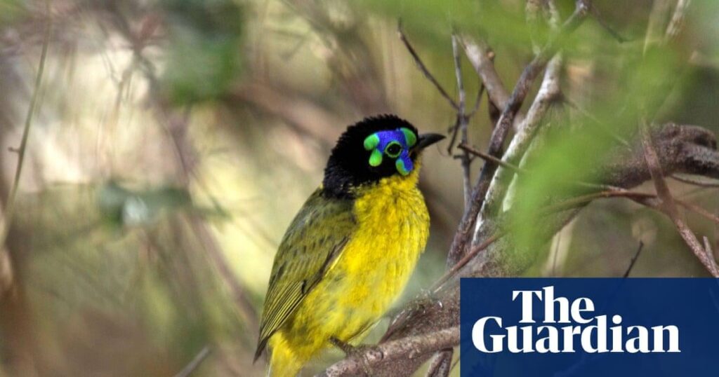 世界の鳥類の半数以上が減少、絶滅危機について指導者らが会合