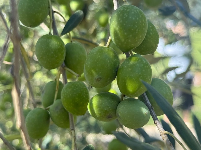 【新漬け用オリーブ】香川県産オリーブ収穫中！〜 小豆島オリーブ公園〜 | かがわ経済ニュース｜経レポオンライン