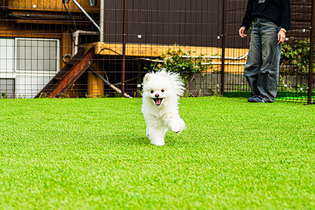 河口湖｜愛犬との“共食＆共育”も！ 新感覚のドッグラン＆カフェ「ほうとう研究所 with DOGS」 (2025年10月7日)
