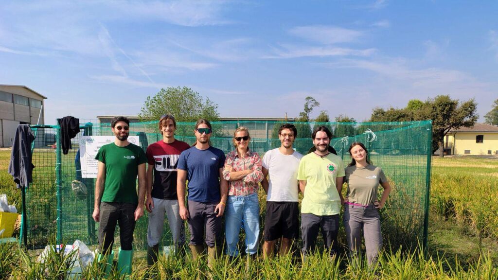 イタリアで初めて、私たちはお茶を通して開発された米を集めました、新しい遺伝的編集技術