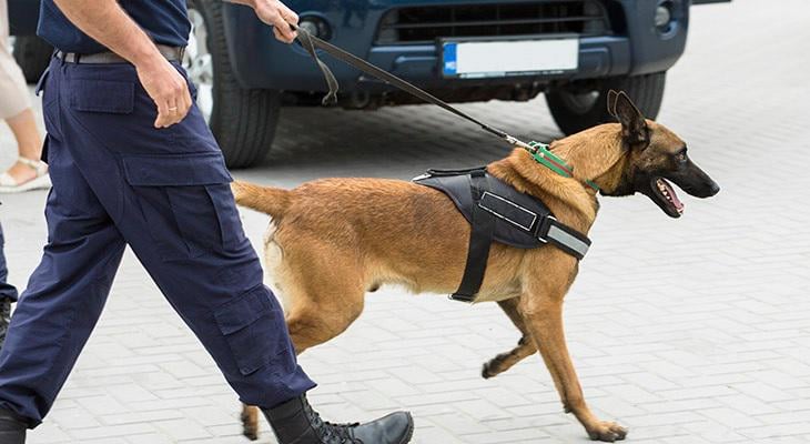 アンドラの「裁判官」が車に犬の糞を詰め込み、駐車ミスを理由に運転手の顔を切る