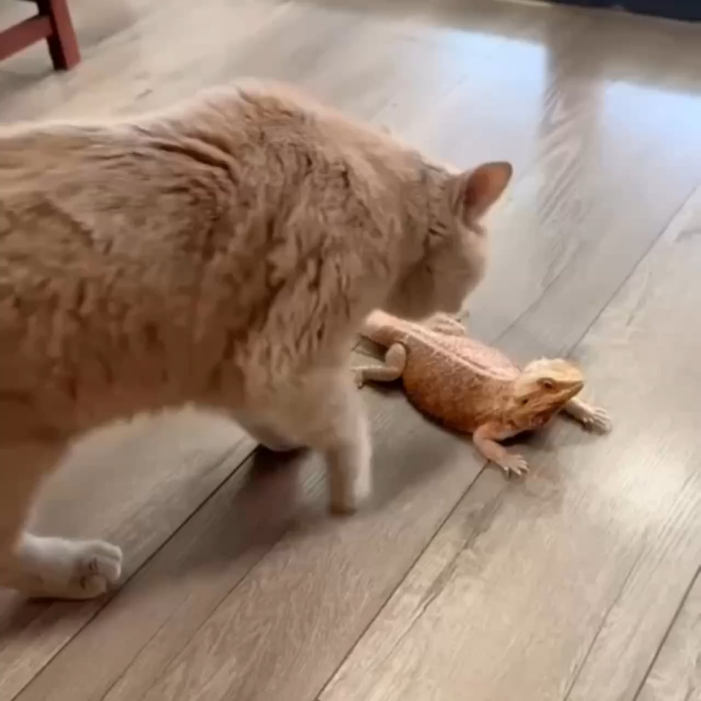 キャットボット