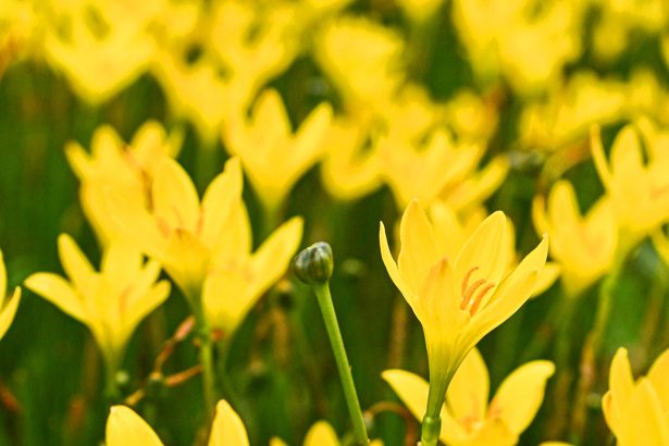 沖縄、今後１週間の天気は？　雨で輝く花「レインリリー」が彩る