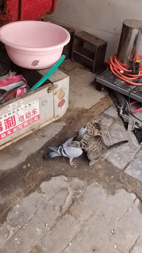 にゃーんちゃん