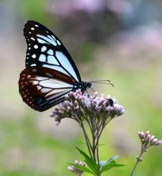 鳥取にアサギマダラ飛来  - Miyanichi e-press