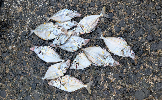 エギングタックルのちょい投げ釣りでシロギス25匹【京都府】潮目狙いで20cm超え良型が連発！