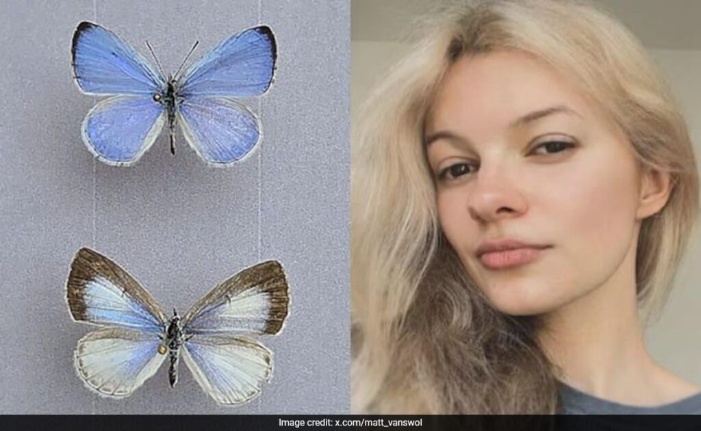 蝶の新種「イリーナズ・アズール」、殺害されたウクライナ難民イリーナ・ザルツカにちなんで命名
