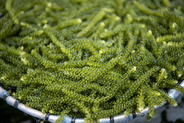沖縄、海産物の陸上養殖が全国最多186件　海ぶどう7割、ウニやエビも