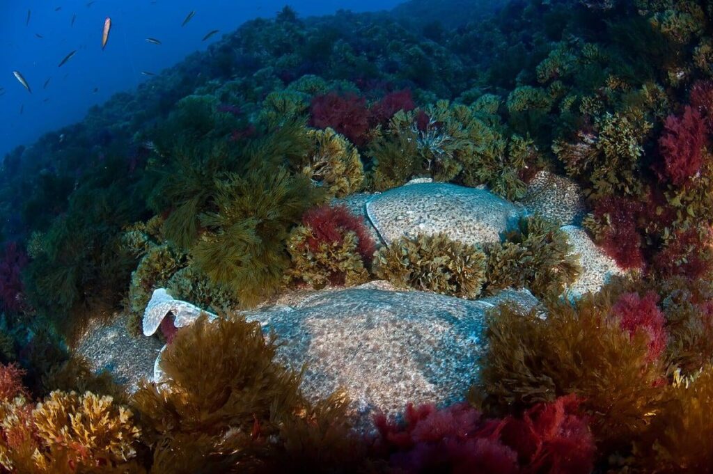 ポルトガル、サグレスとマデイラ島の間に新たな自然保護区を創設、海洋保護区の30％を目標にすると予想