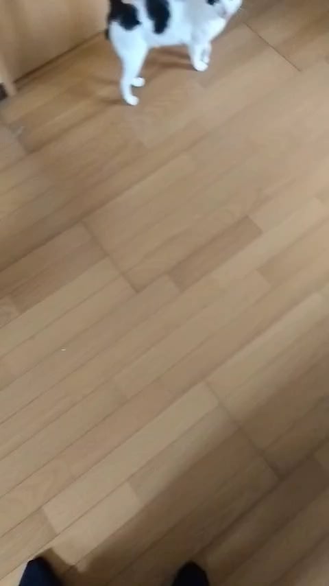 東京フレンドパークみたいにジャンプしてくるうちのにゃーんちゃん