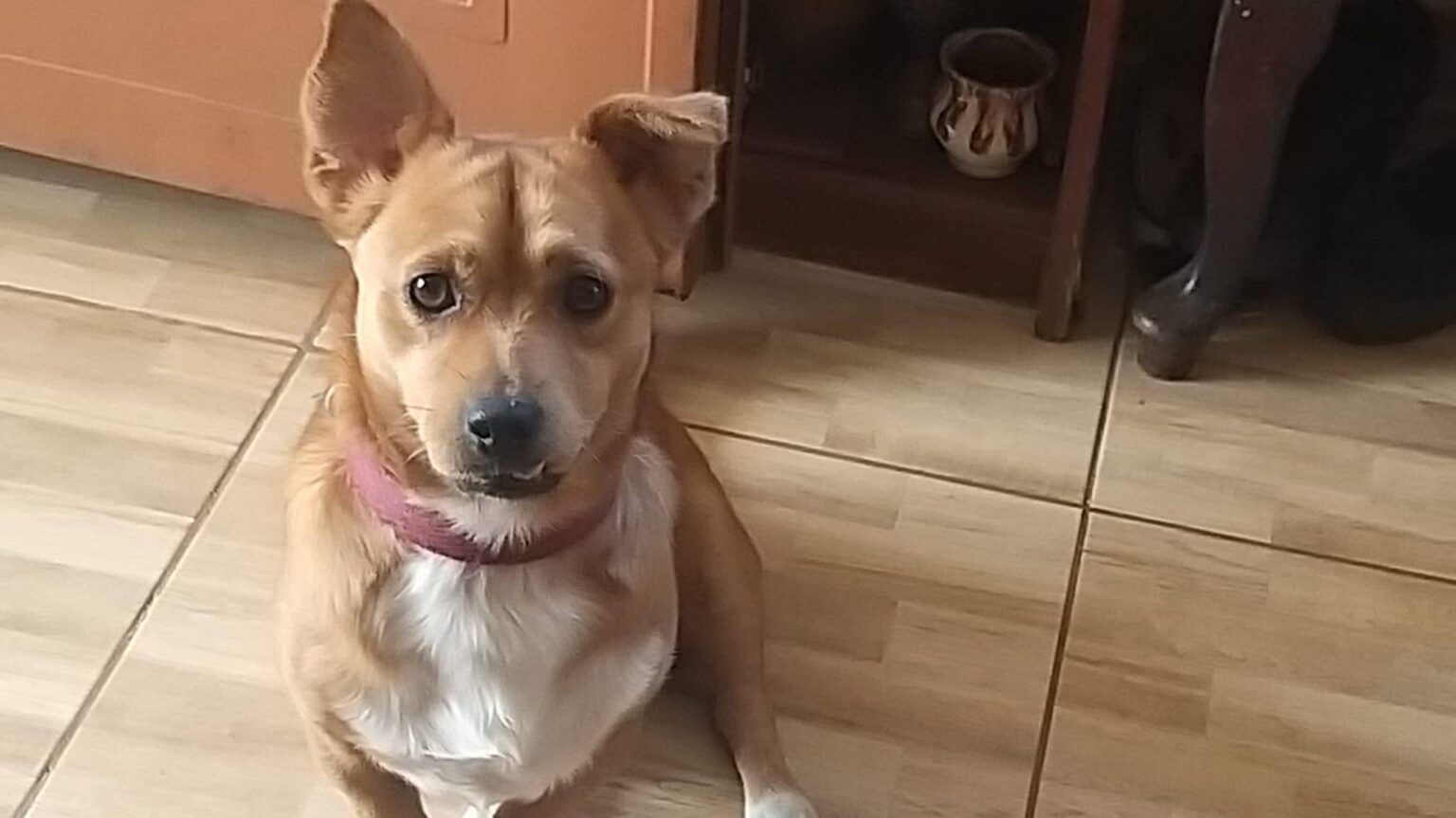 市役所はクラヨバの住民がアパート内で犬と猫を2匹以上飼うことを禁止する