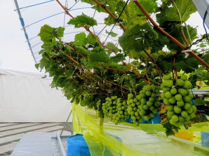 株式会社ヤマナカのモバイルグリーンガーデンで収穫体験も