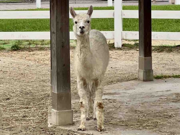 にいがた速報 人気記事 9月