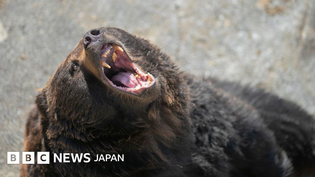 日本でクマ被害が急増、政府が対策強化へ - BBCニュース
