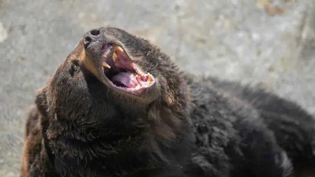 黒っぽい毛のエゾヒグマが上を向いてほえている