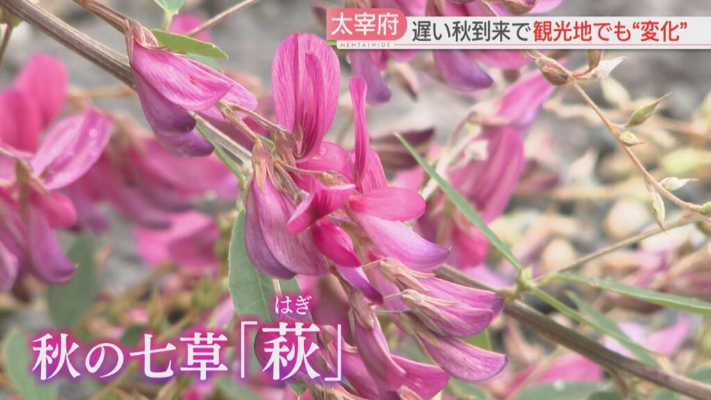 共有