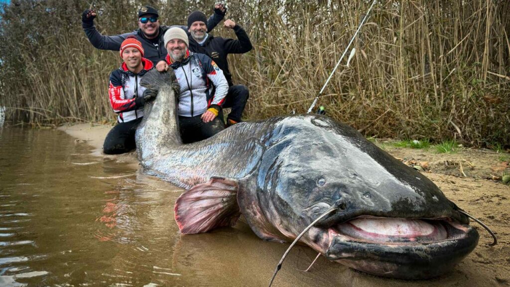 ポーランドの釣り人が「モンスター」ナマズを釣り上げて世界記録を破る