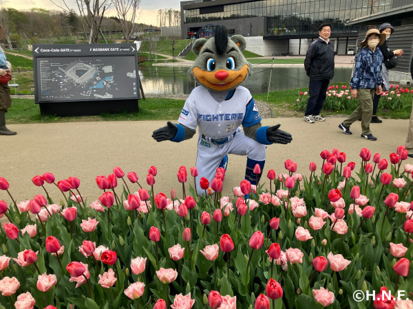 BBとチューリップ