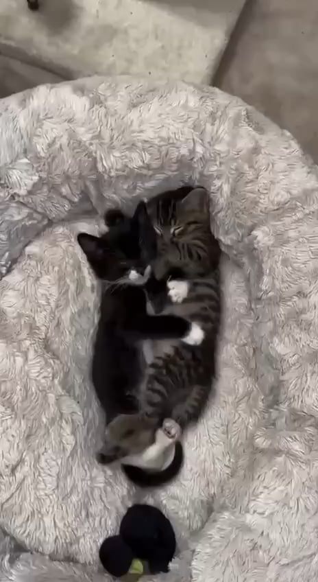 キャットボット
