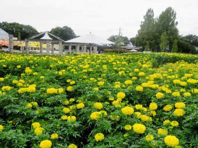 季節ごとに咲く花が変わるメインフラワーガーデン