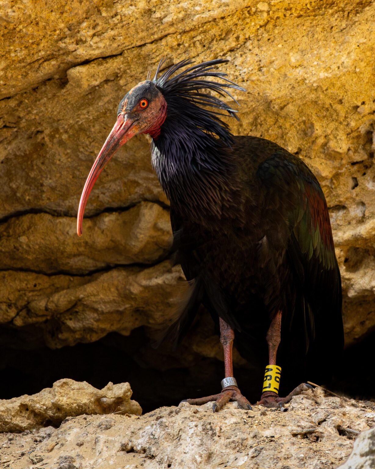 アンダルシア州カディスのヤドトキ (Geronticus eremita)