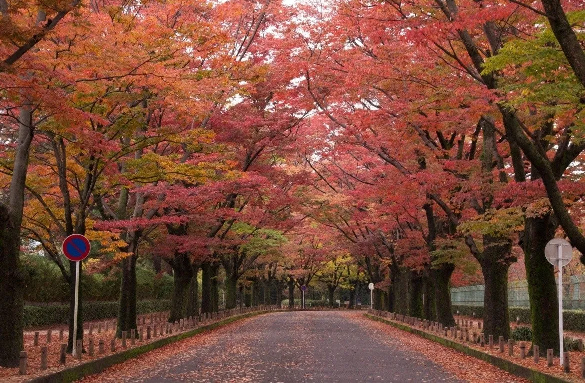 紅葉した並木道の写真。道路の両側には、赤やオレンジ色の葉を持つ木が並び、道路の上でアーチを形成している。道路には落ち葉が散らばっている。